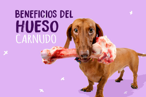 Beneficios del hueso carnoso